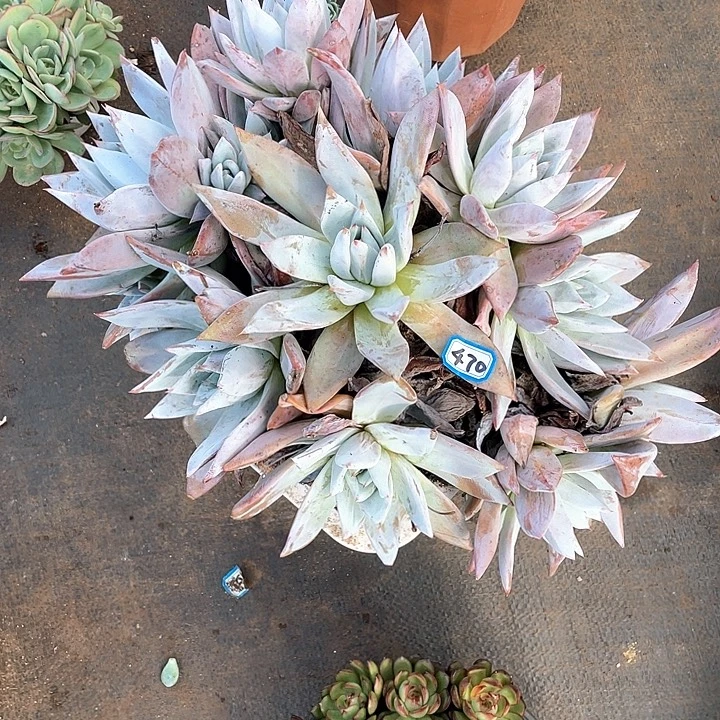 470巨人 一物一拍多肉