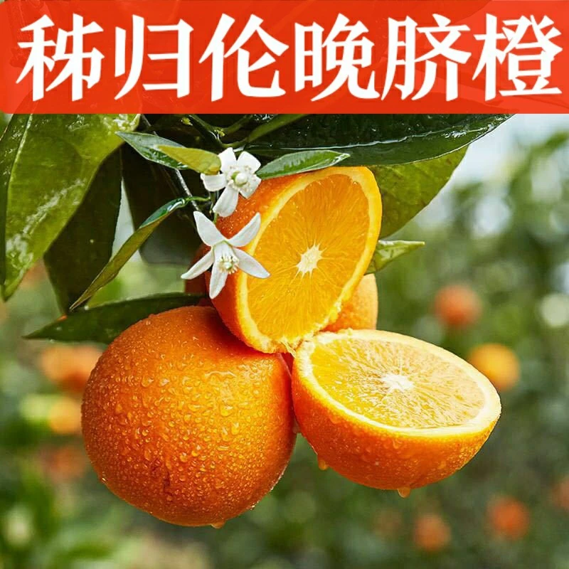 橙子正宗夏橙脐橙新鲜应季鲜橙水果鲜果整箱赣南宜昌产地直发包邮