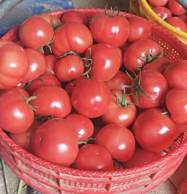 陕西泾阳县普罗旺斯水果西红柿