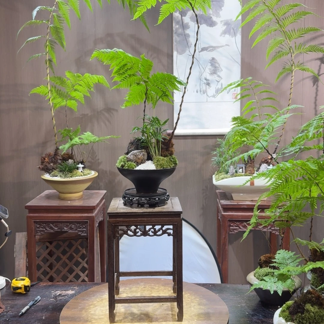 一***你无花朵蕨类植物室内