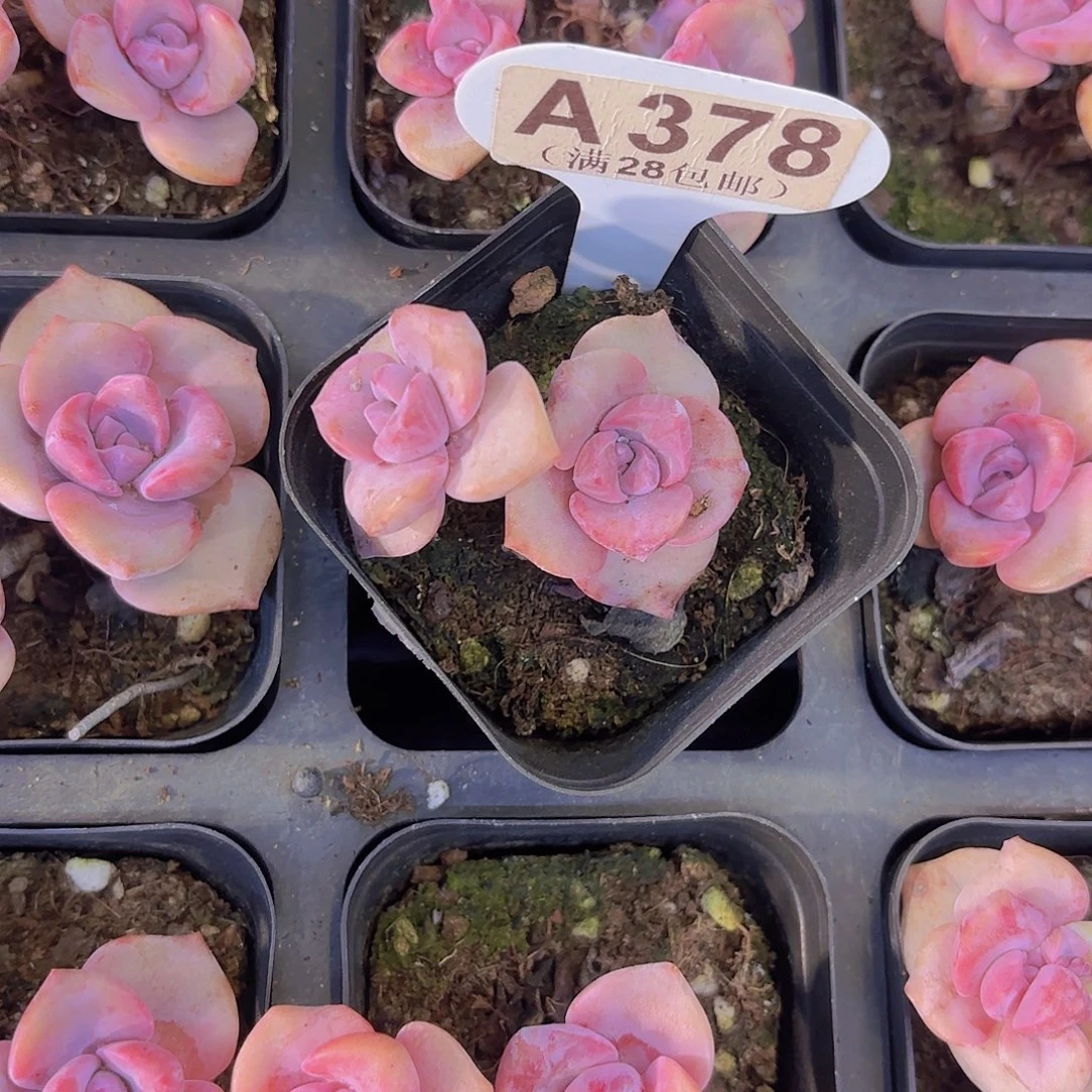 A378彩虹糖一物一拍