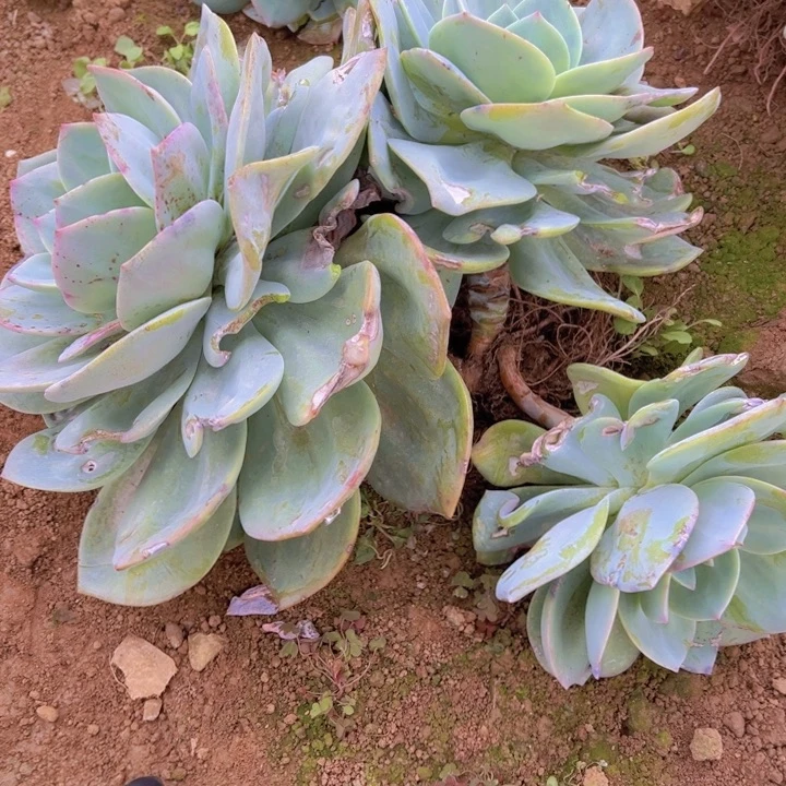 有***无地栽白凤1棵瑕疵叶片受伤（不售后）