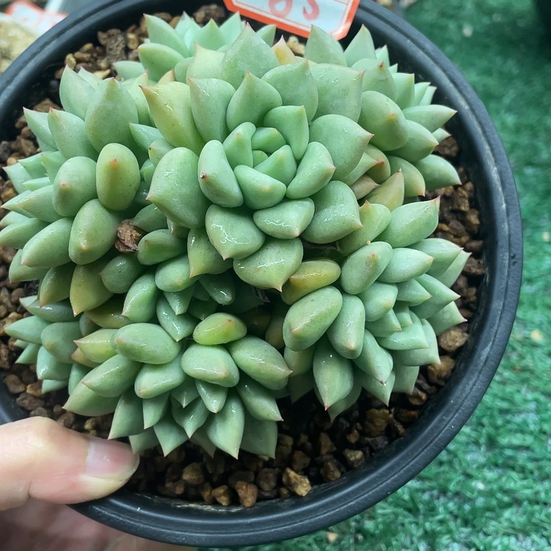 185一物一一拍一拍