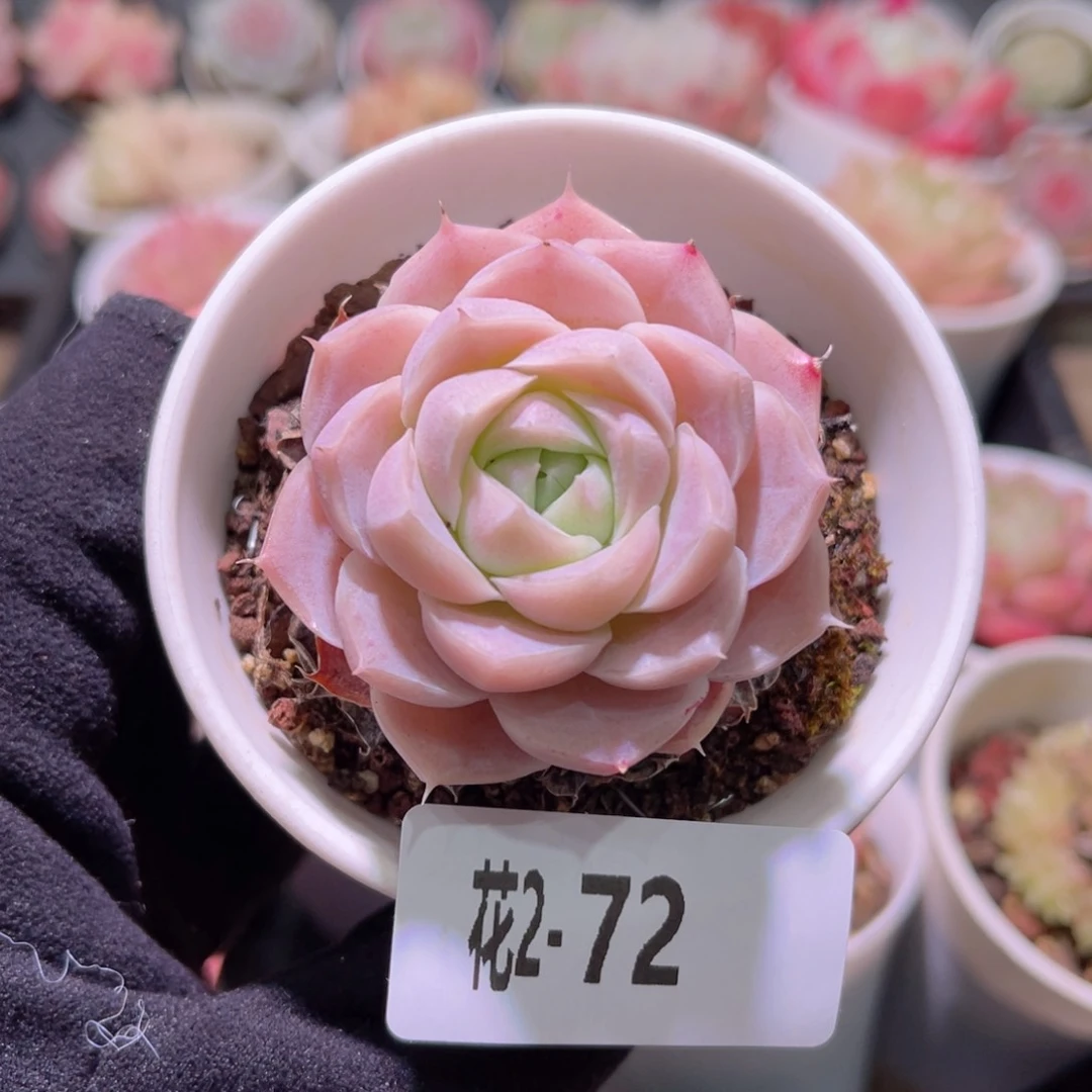 红陶花利美2-72麦秆单头