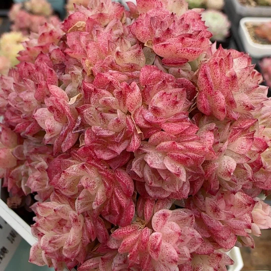 花语逸镜0128-10散