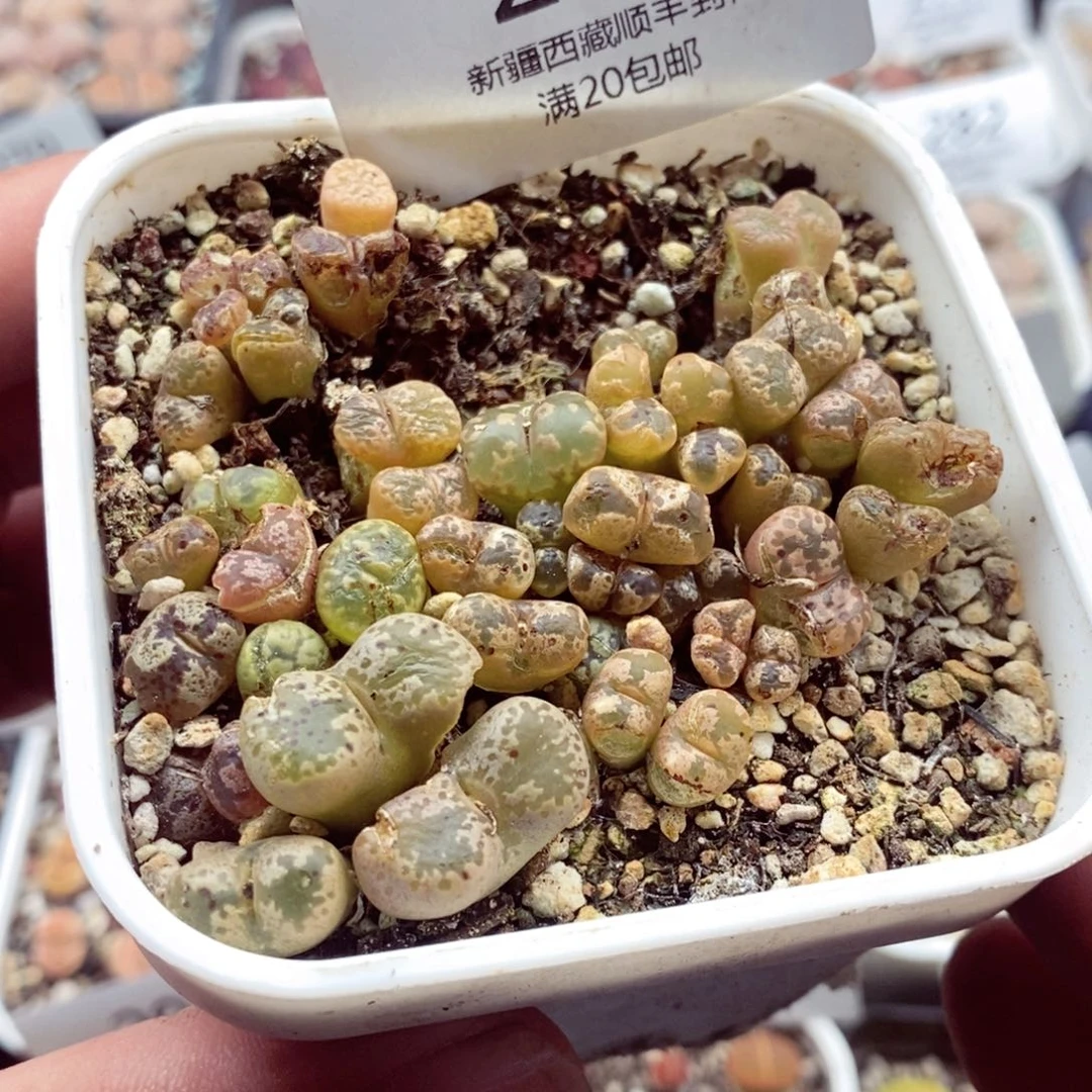 我的小姐姐们都是我298