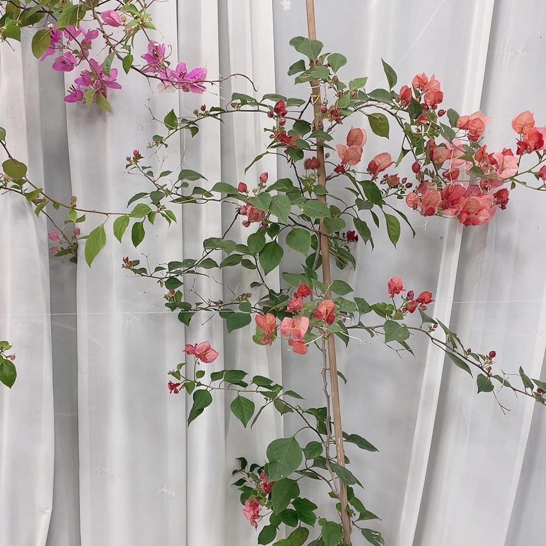 完全开放不甜西瓜