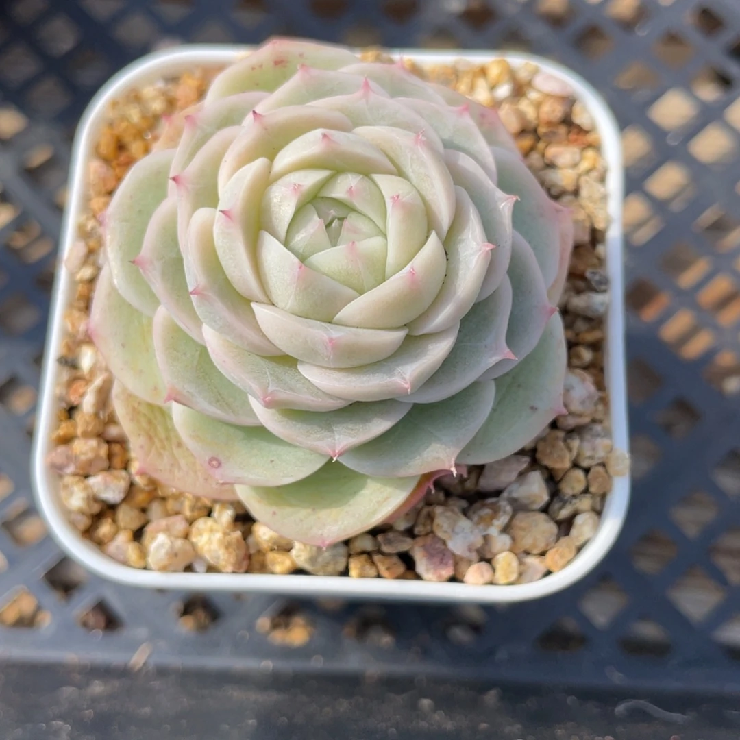 优选白芷珍妮多肉2899