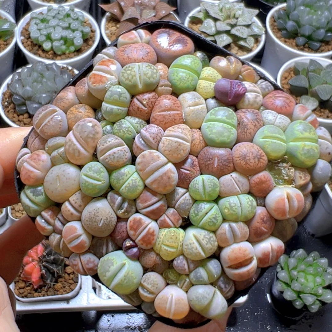 生石花玉露多肉多肉多肉