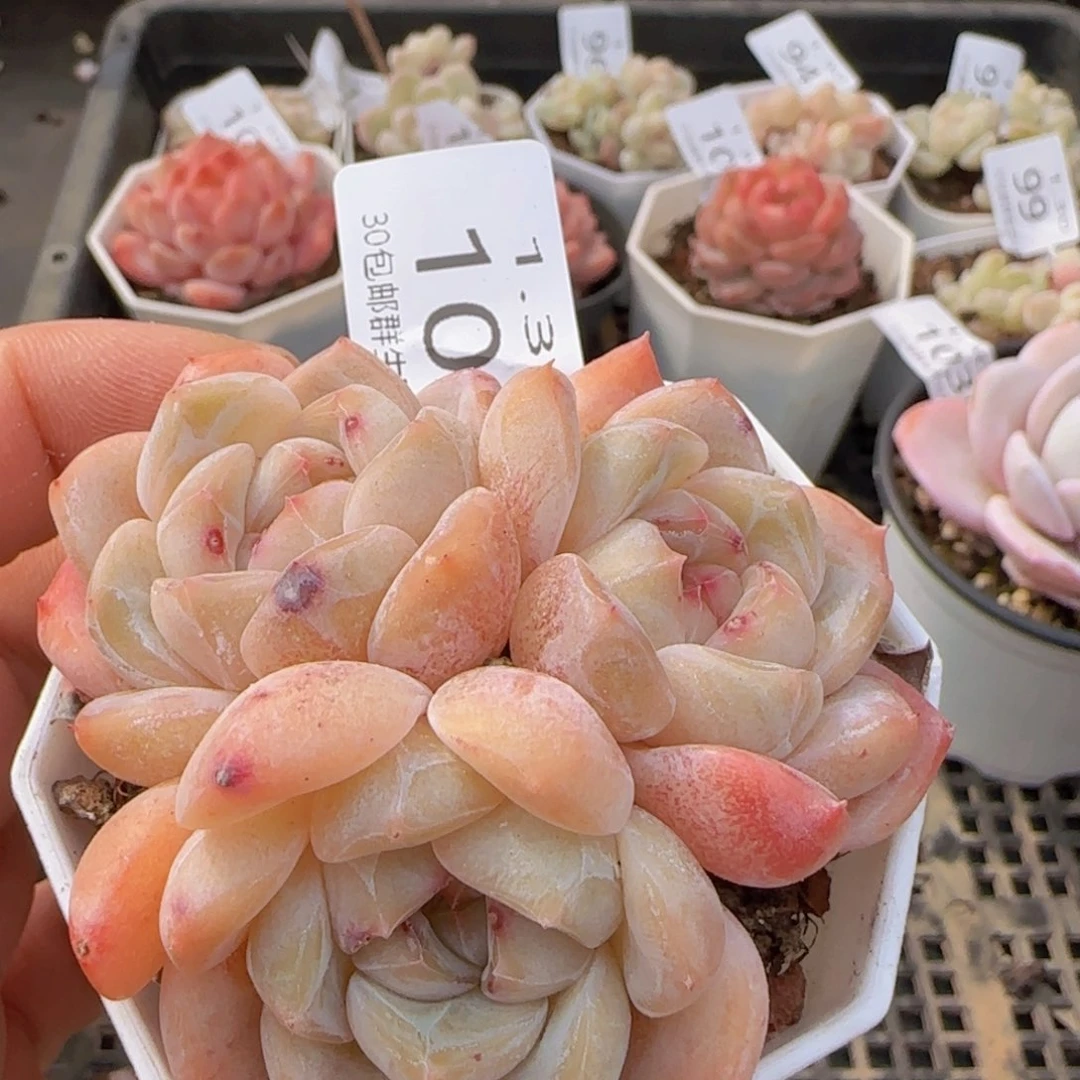 太妃糖三头老桩一颗