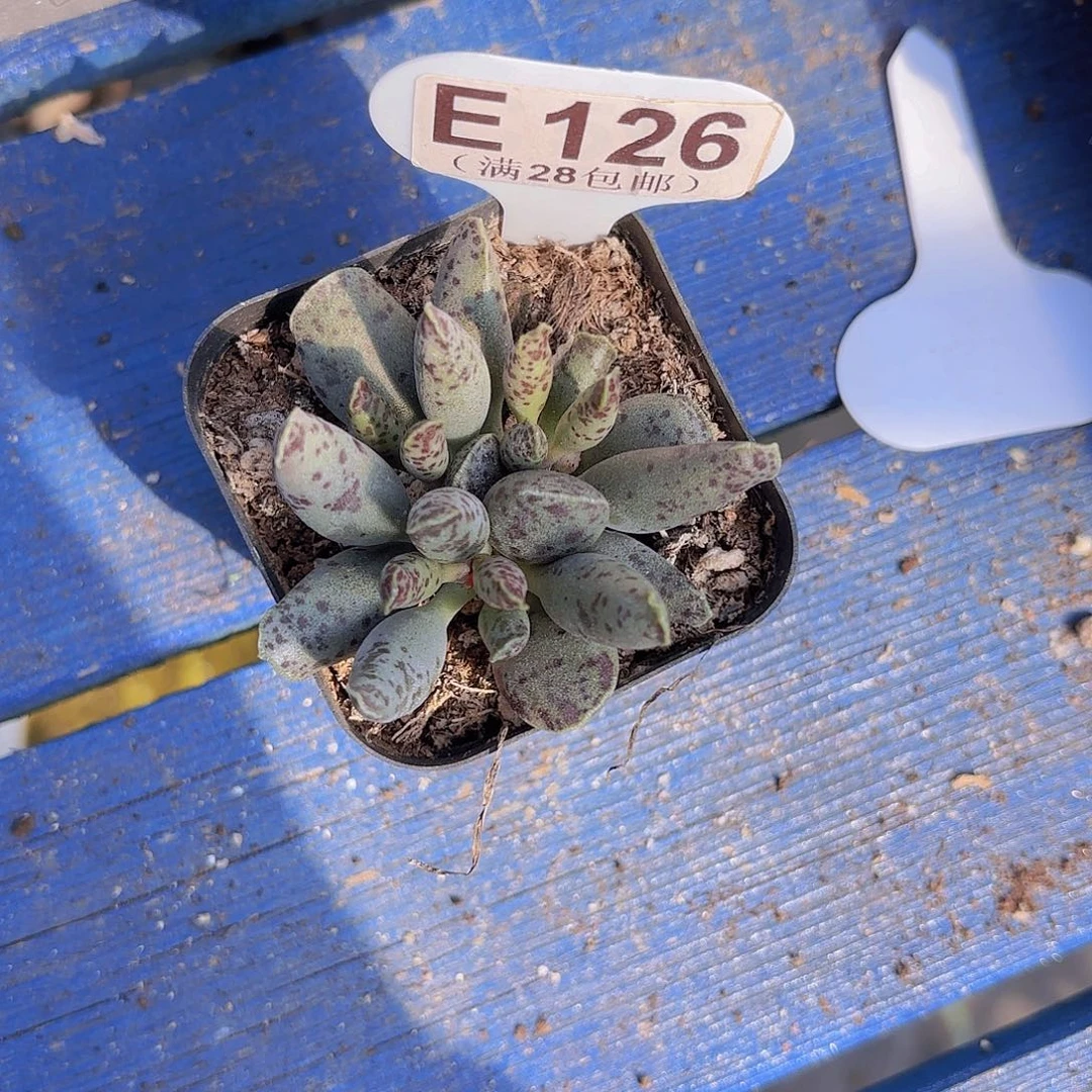 E126海豹群一物一拍