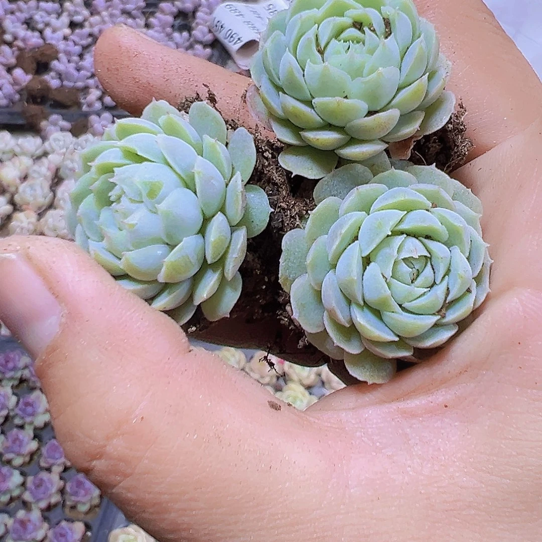 羊脂球7个19包邮多肉植物