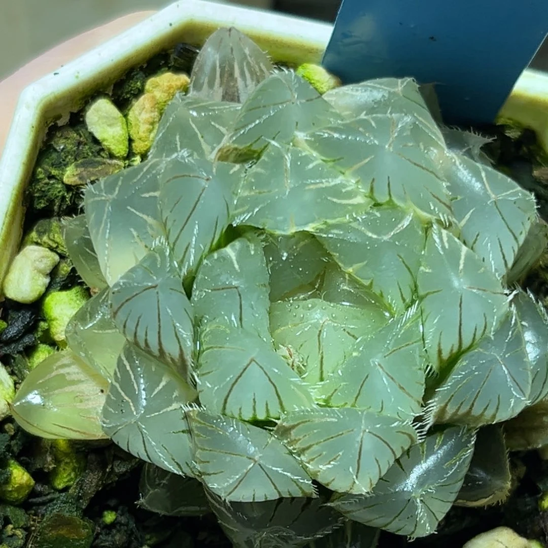 恭喜发财大吉大利648