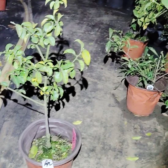 完全开放红肌玉金弹子