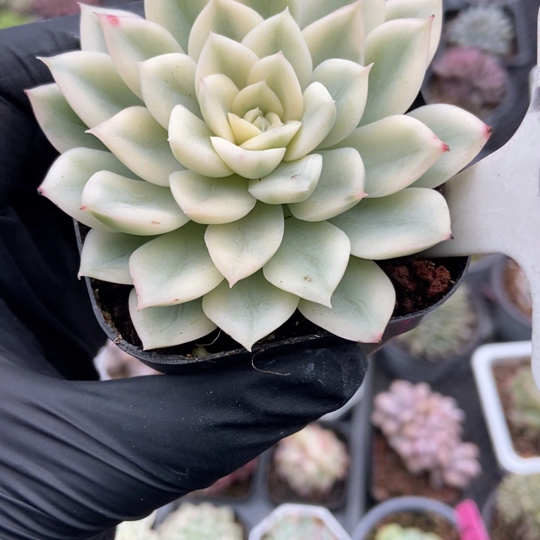 952月亮仙子锦多肉