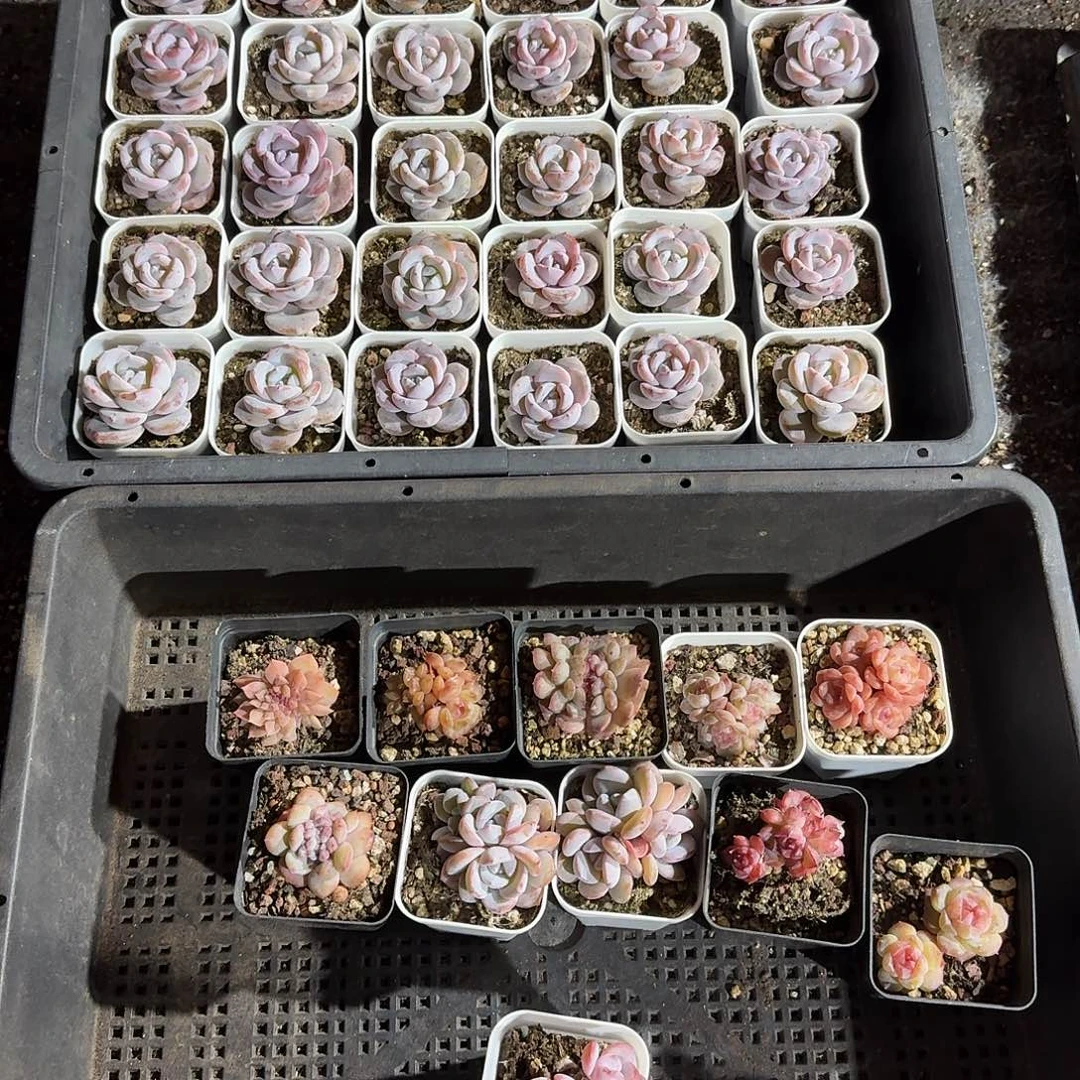 曦儿一物一拍专拍链接