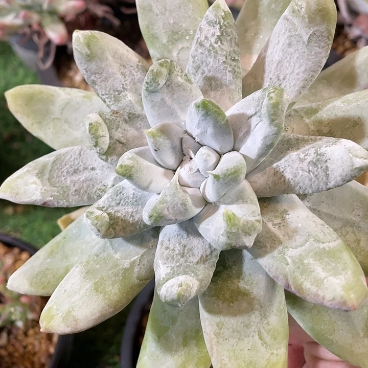 普芙拇指粗桩福利粗桩