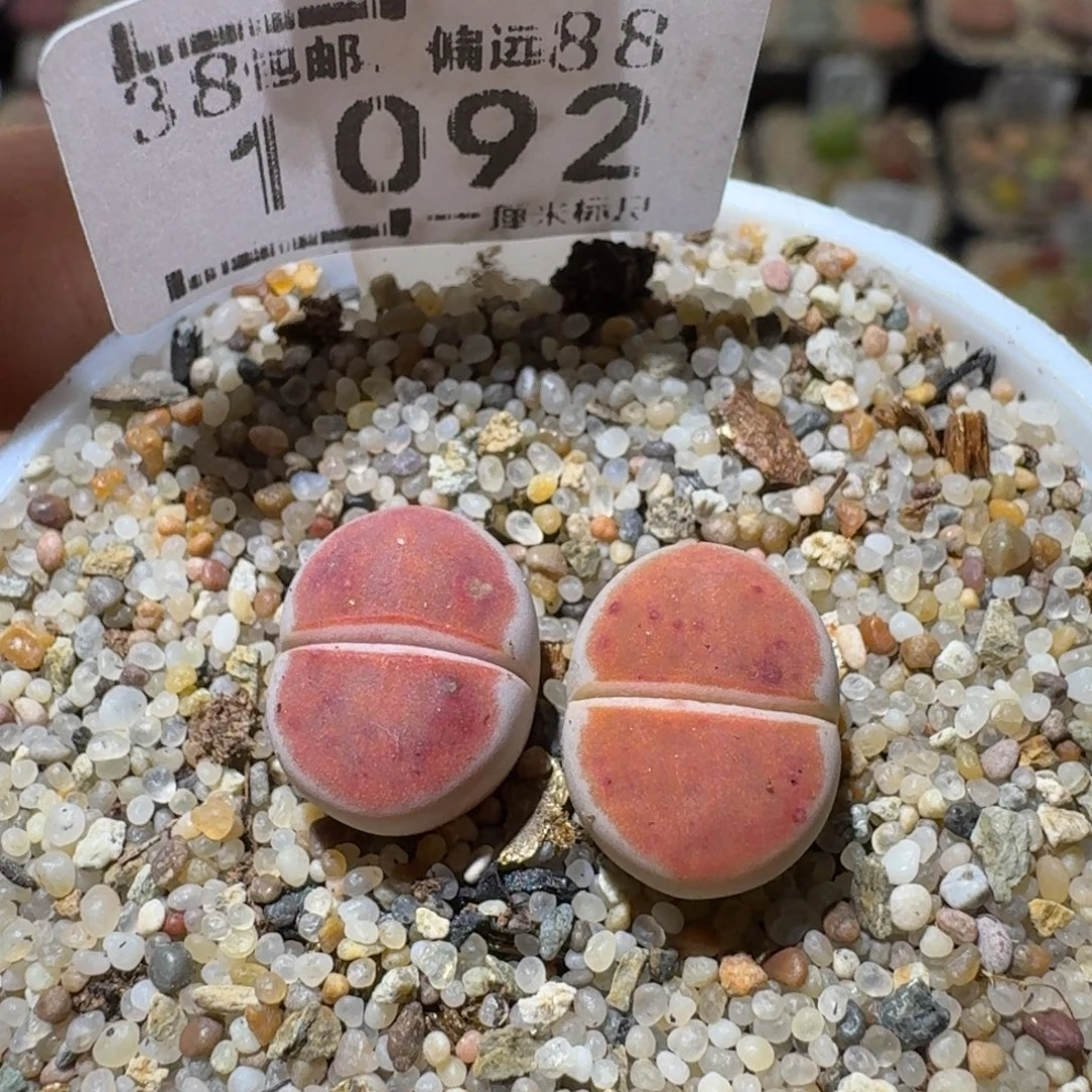 Sss精品便宜出了1092