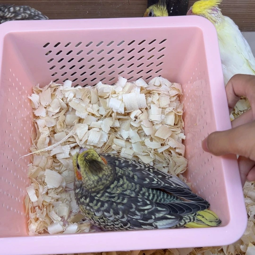 虎皮鹦鹉个环境可口可乐看