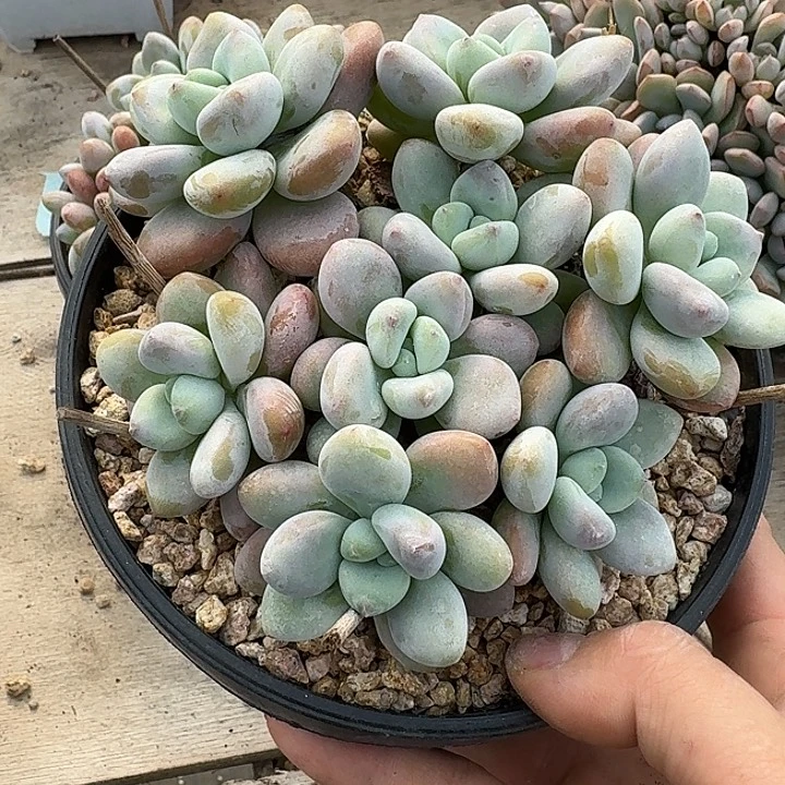 ****李洛神多肉植物的生长