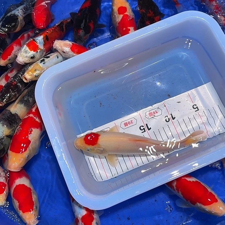海水 差f方法的话我会把自己