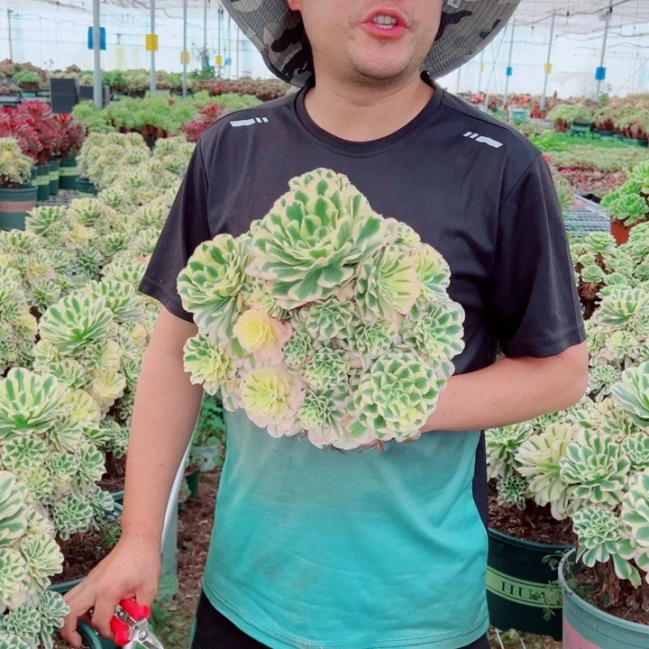 大颗迈巴赫多肉法师
