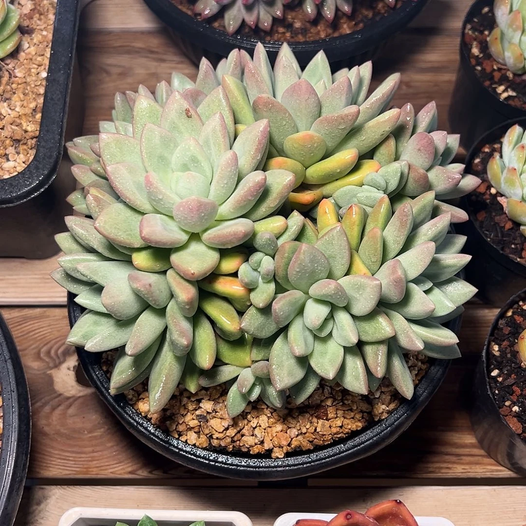 8-25-67精控赫本露丝