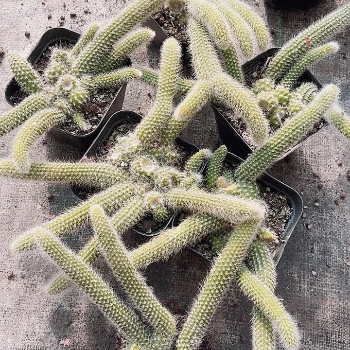 九尾狐六棵包邮包邮九尾狐