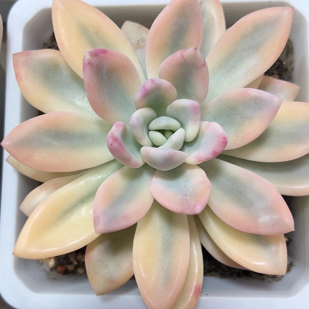 奥普彩锦多肉植物