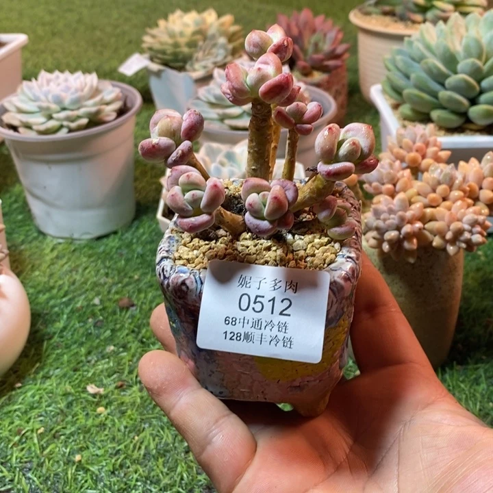 0512啊啊啊啊啊啊啊啊啊