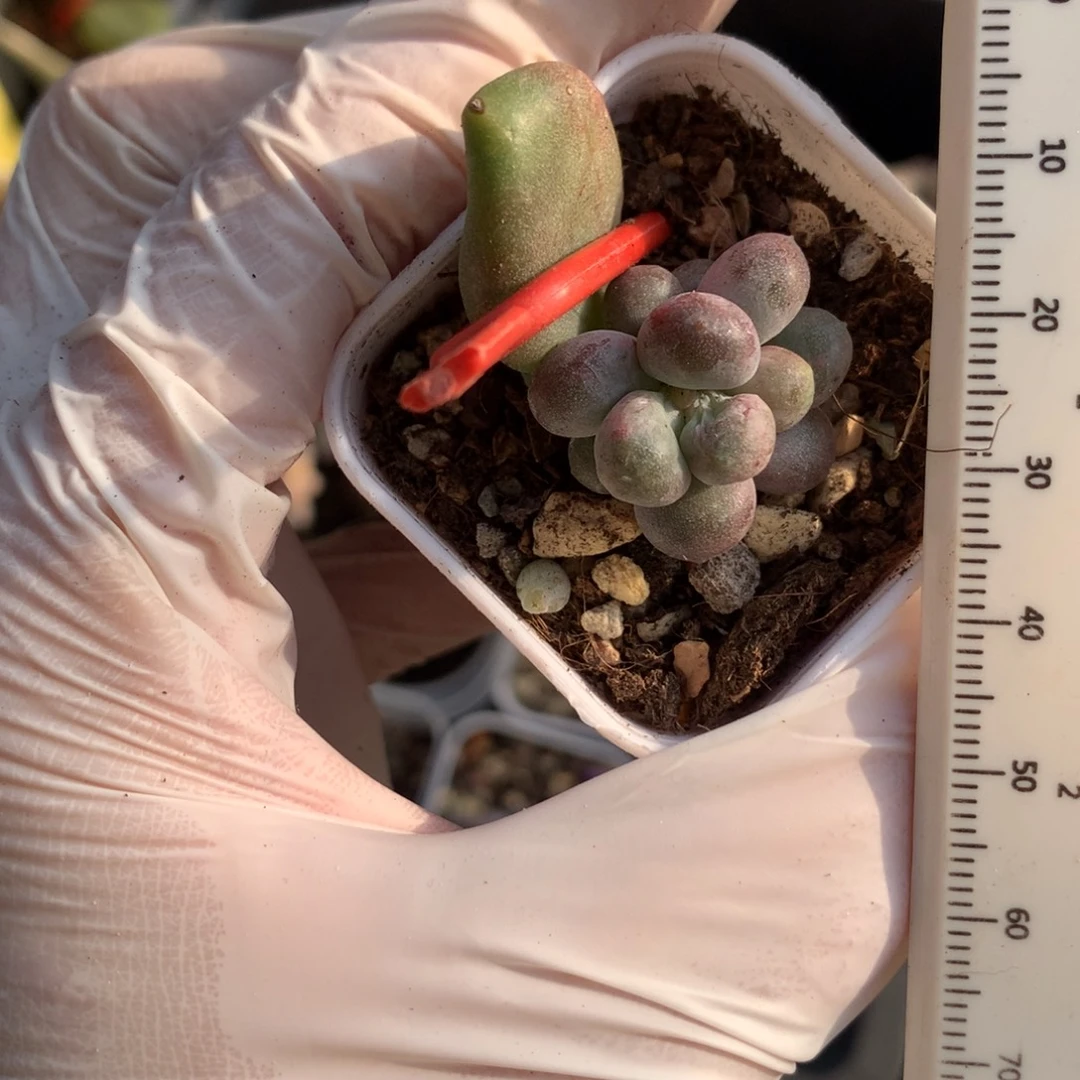 乌里韦亚，双头乌里韦亚