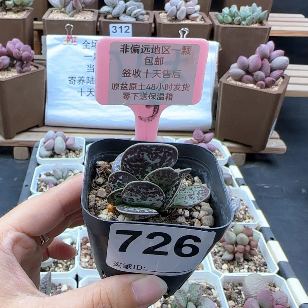 726蝴蝶多肉植物