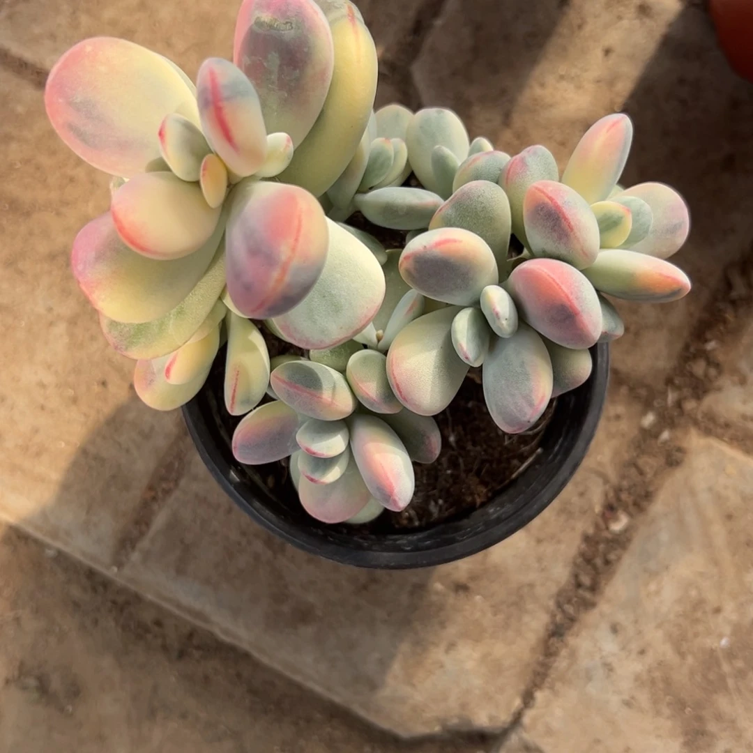 黄*长多肉乒乓福娘锦2251号