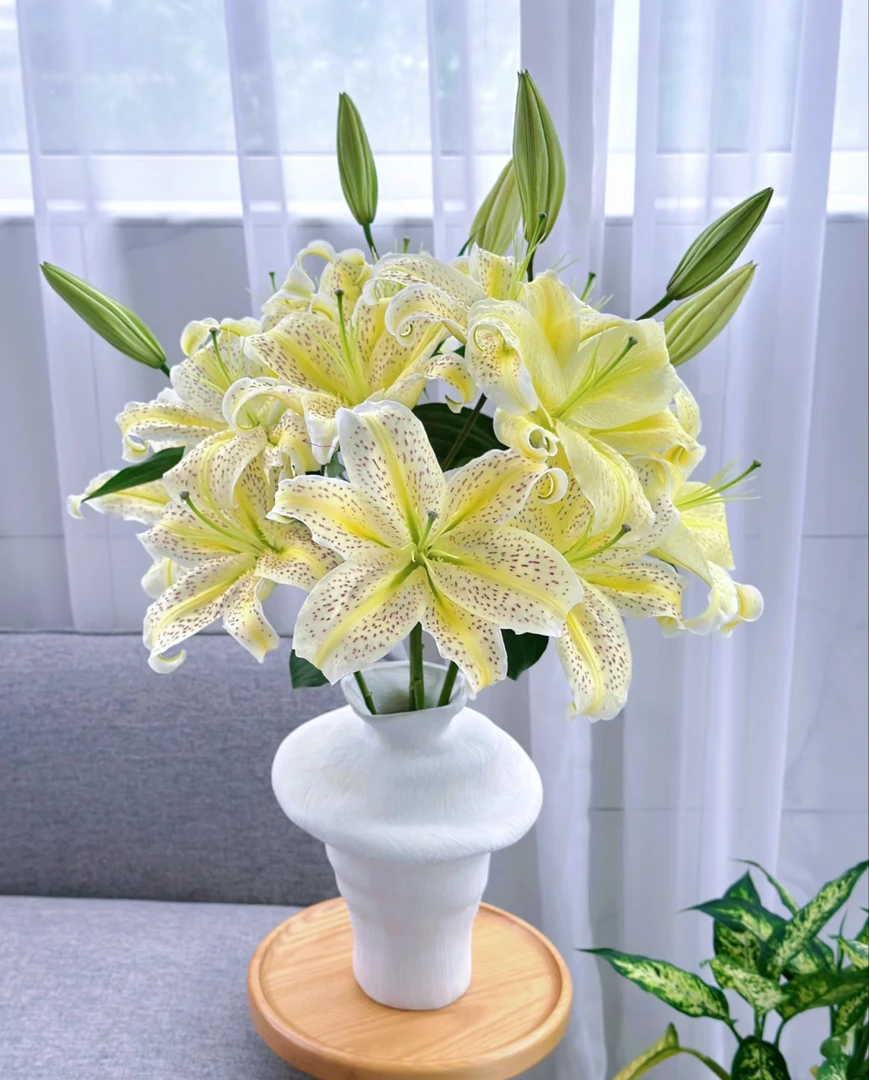 【心花露放】老虎沐恩--单瓣百合