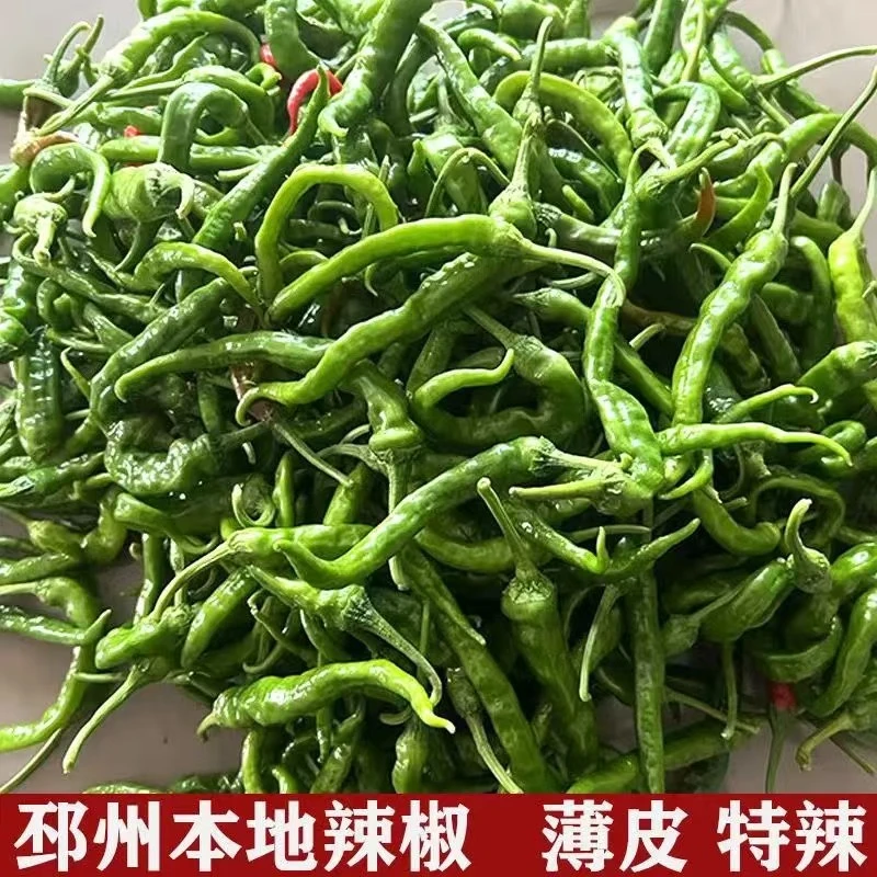 邳州本地勾椒新鲜薄皮农户自家种植露天辣椒下饭菜