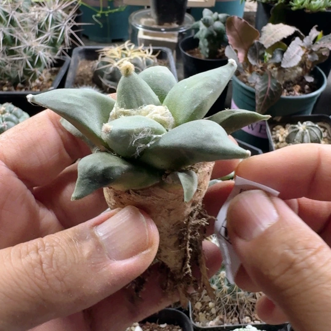 383玉牡丹脱土发货实生