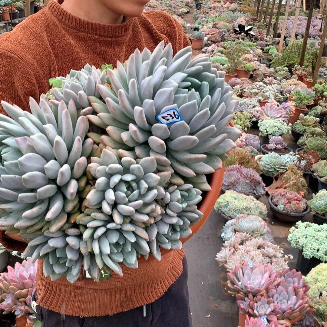 536胖美人 一物一拍多肉