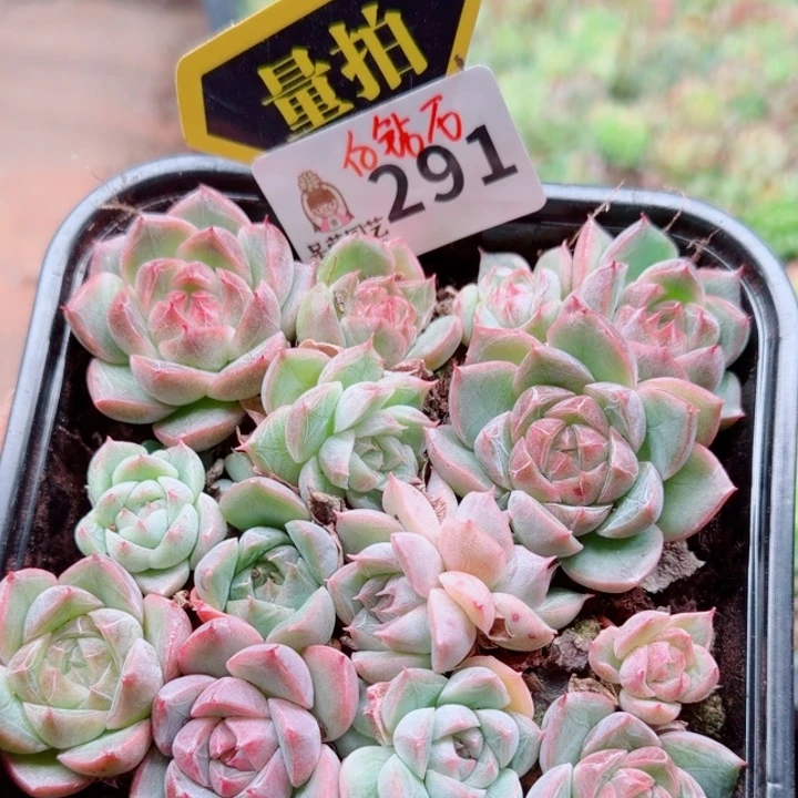 多肉植物多肉植物