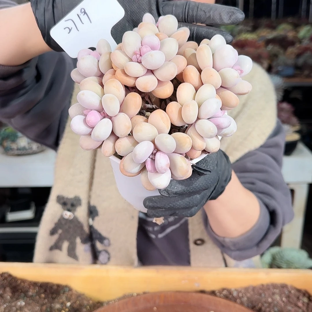 温****。2719号桃蛋85        肉