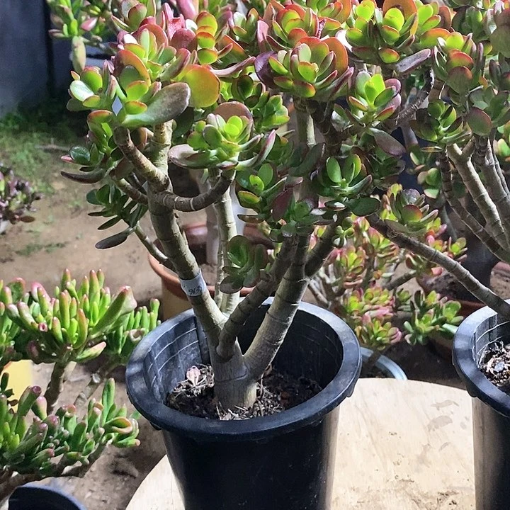 五*18元姬红花月