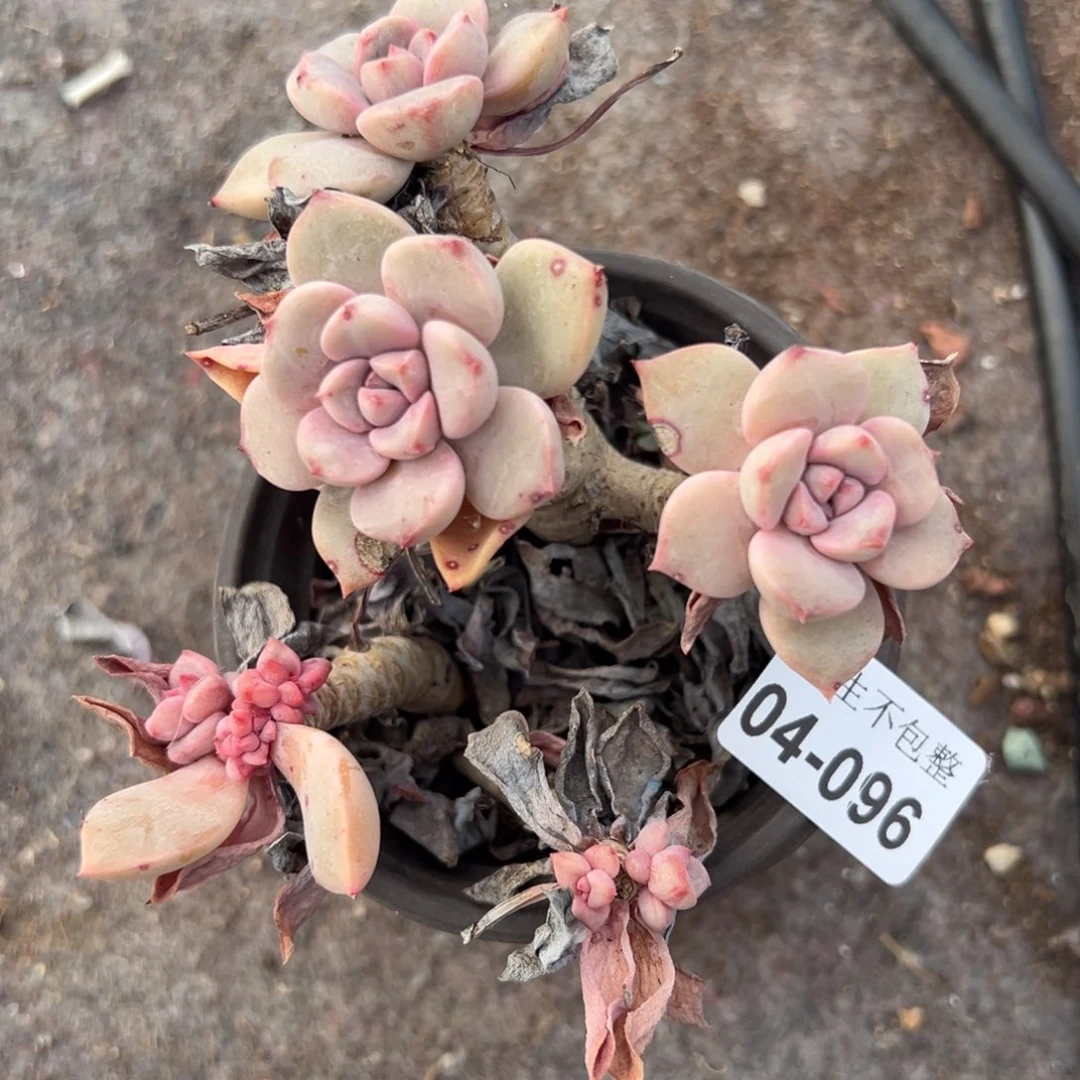 顾*小卡拉米糖心一物一拍4-96