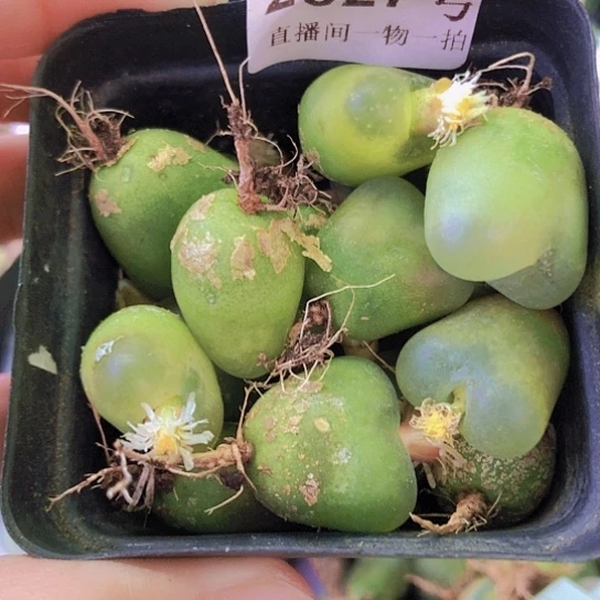 无花朵2827，1.7厘米左右嗮太阳变色