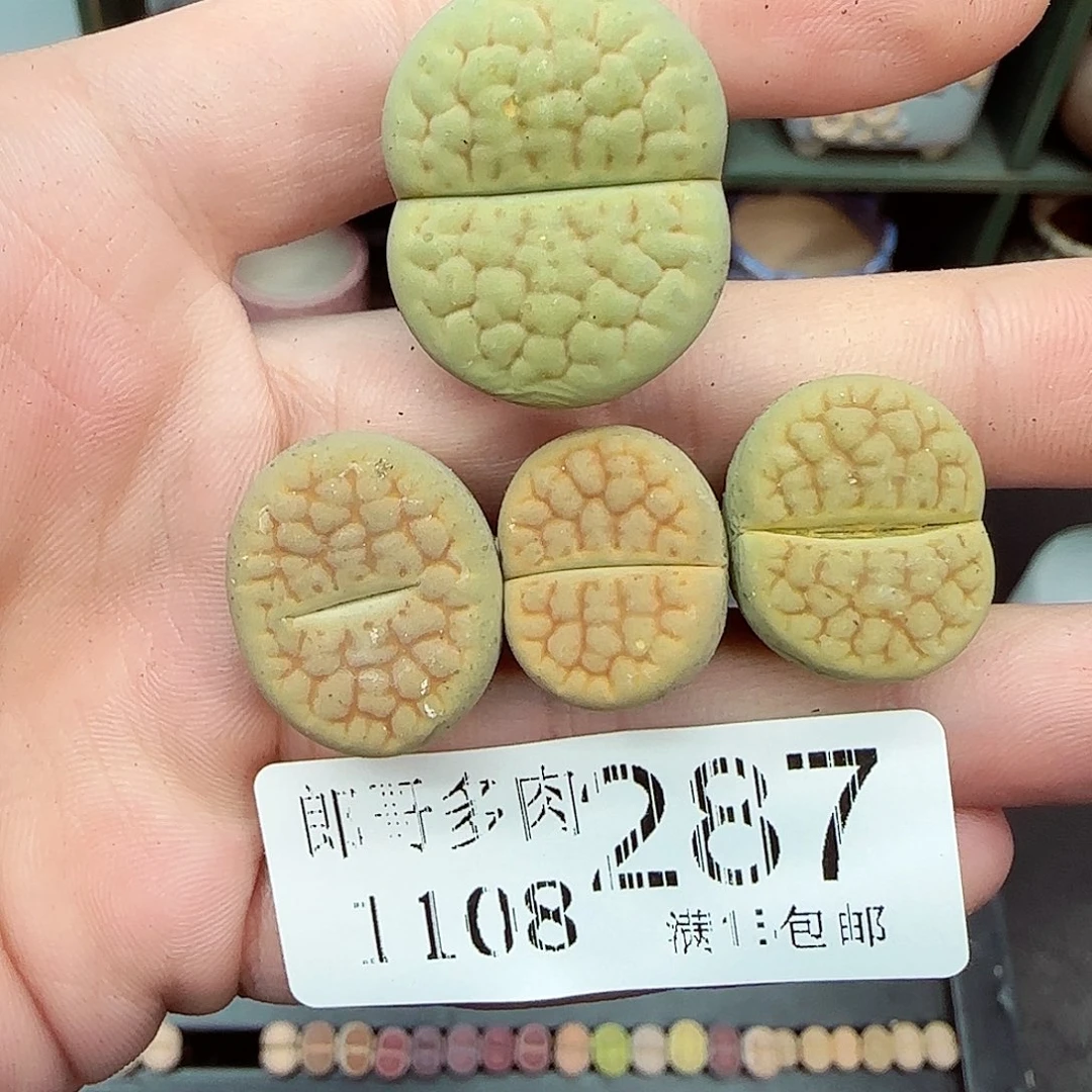 满满18包邮1108-287