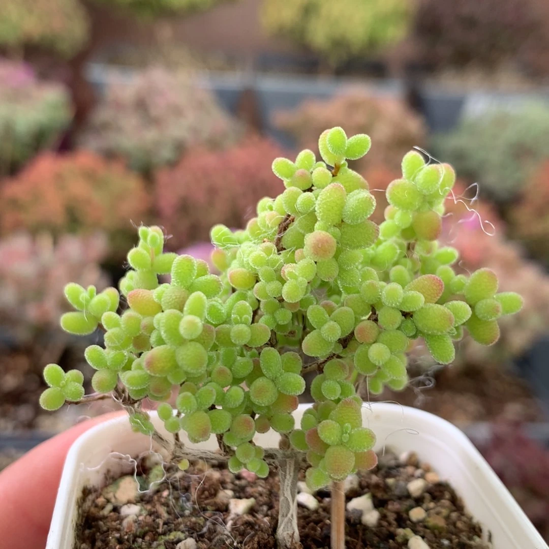 408蜜橘糖球 。