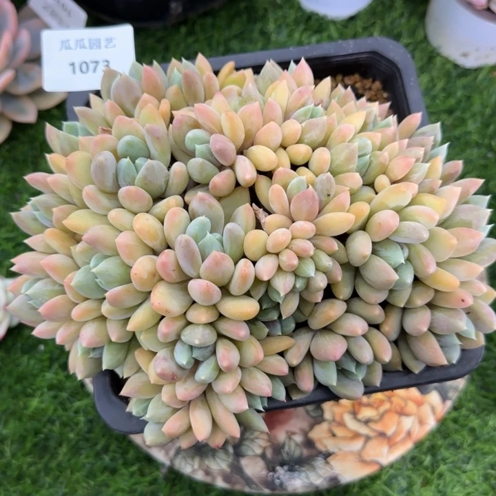 1073胖美人缀化多肉植物的时候