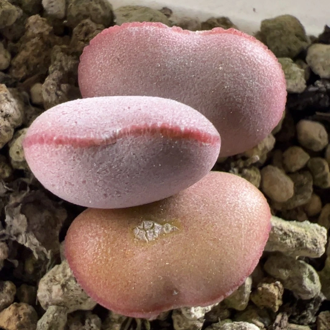 特价白肌红蛋多肉植物水泡多肉植物