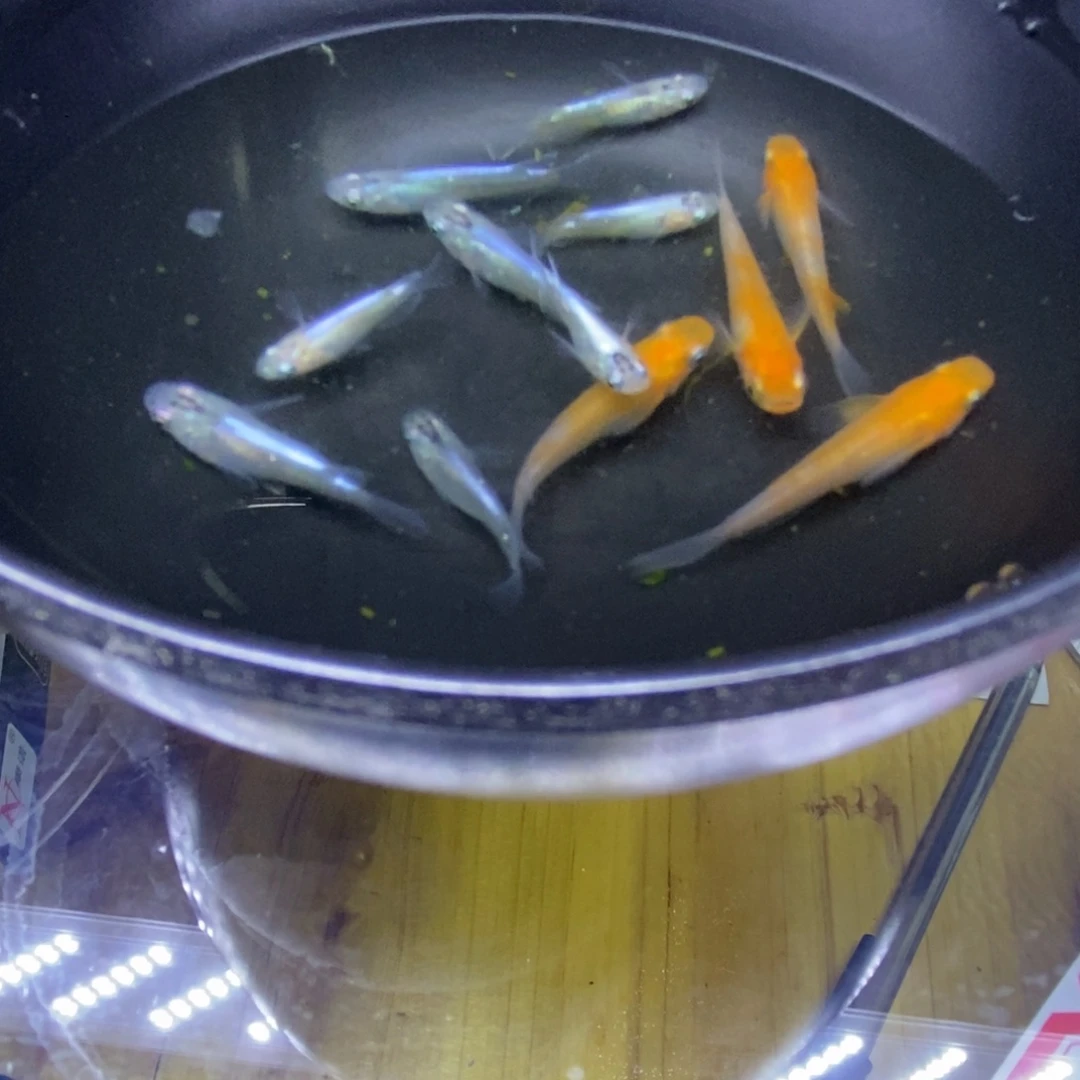 青鳉鱼混搭风格33号