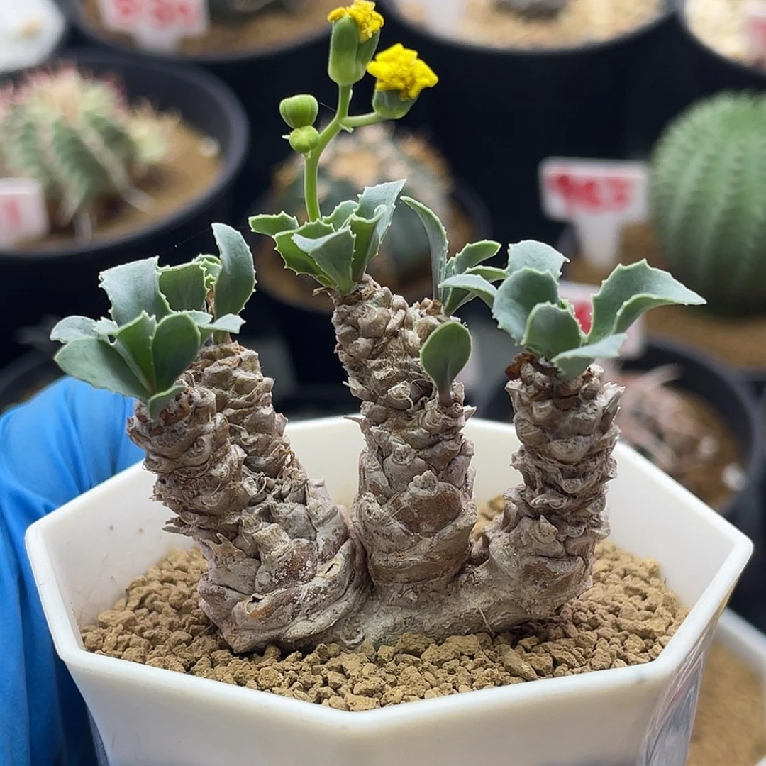 实生多头刨花蛮鬼塔厚敦菊
