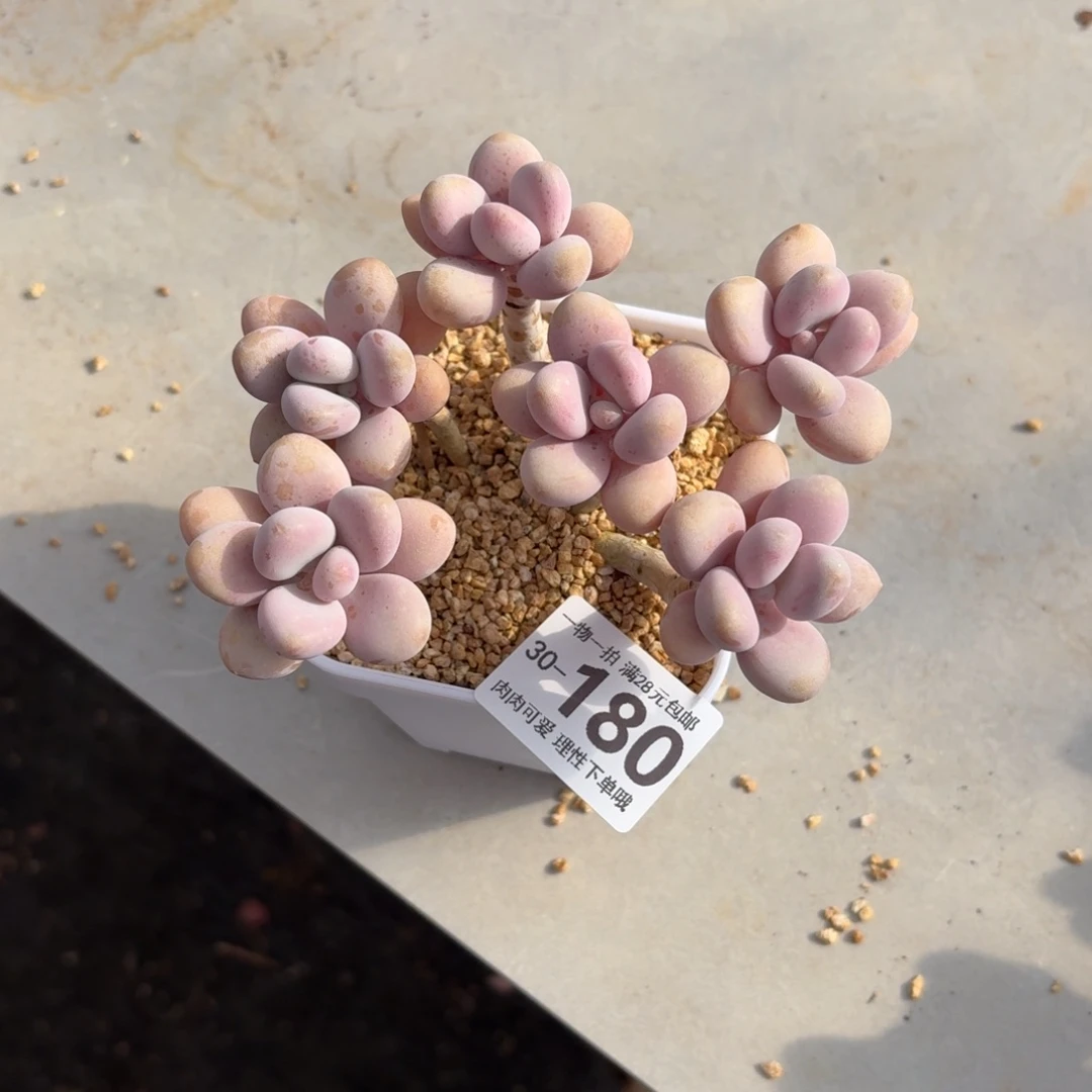 桃蛋无盆土发货无盆