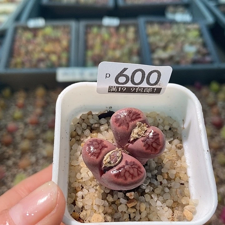 大舅生石花肉锥多肉 600